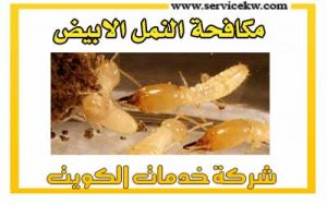 مكافحة النمل الابيض